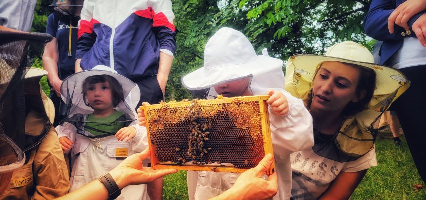 Miodowe święto w chorzowskim skansenie – już 6 lipca!
