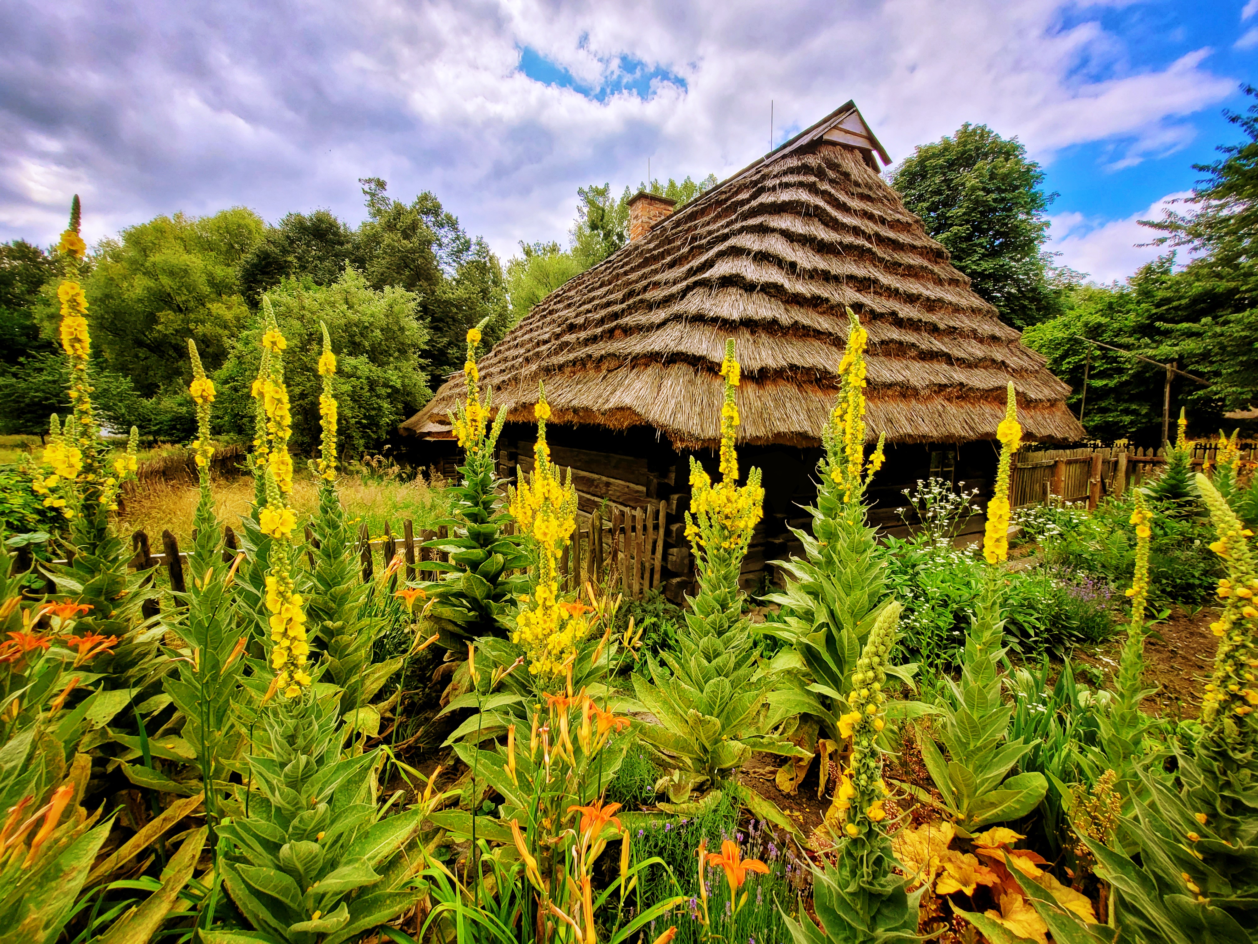 ogródek przy drewianej chałupie krytej stzechą, na pierwszym planie wysokie łodygi z żółtymi kwiatami dziewanny