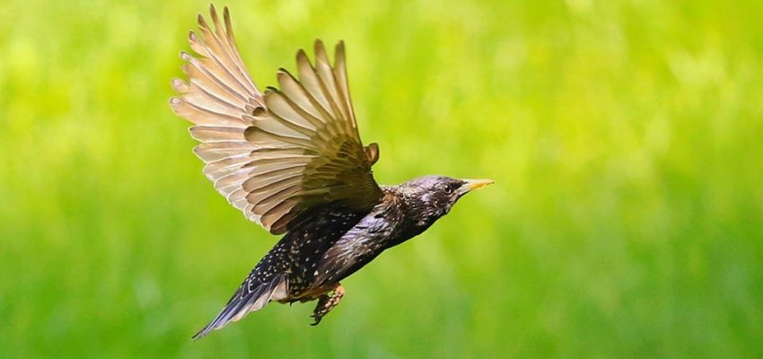 Zapraszamy na ETNOspacer ornitologiczny! 19 kwietnia 8.00 i 11.00