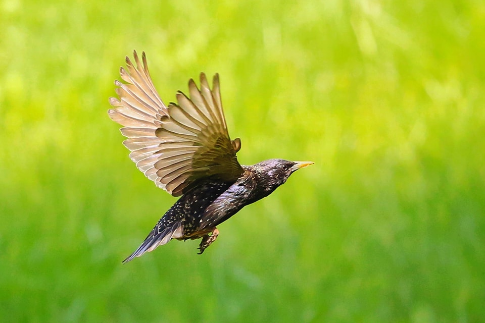 ptak w locie na tle trawy