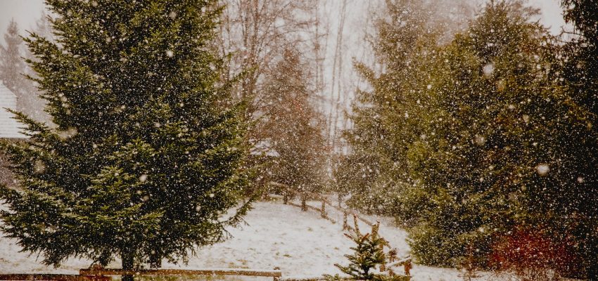 Rozstrzygnięcie konkursu plastycznego „Na najpiękniejszą kartkę Bożonarodzeniową”