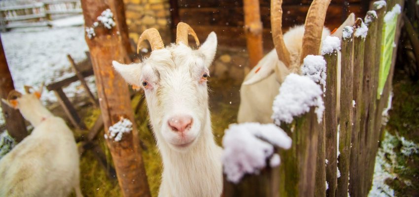 ETNOspacer – Zagrodę pełną zwierząt – 11 stycznia godz. 12.00