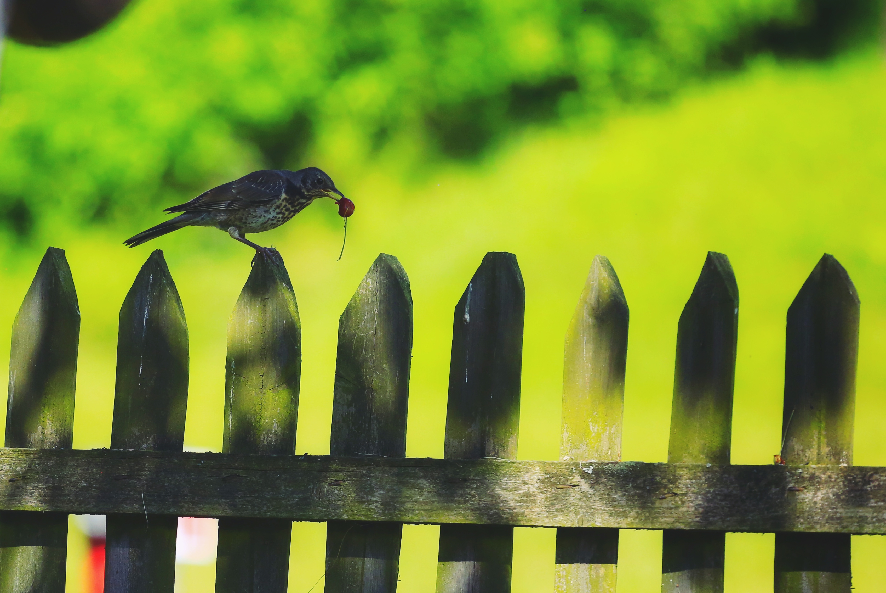 ptak na drewnianym płocie, z wiśnią w dziobie