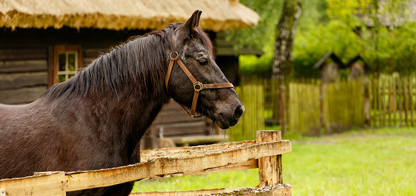 Koń Ignac – najstarszy mieszkaniec skansenu w Chorzowie