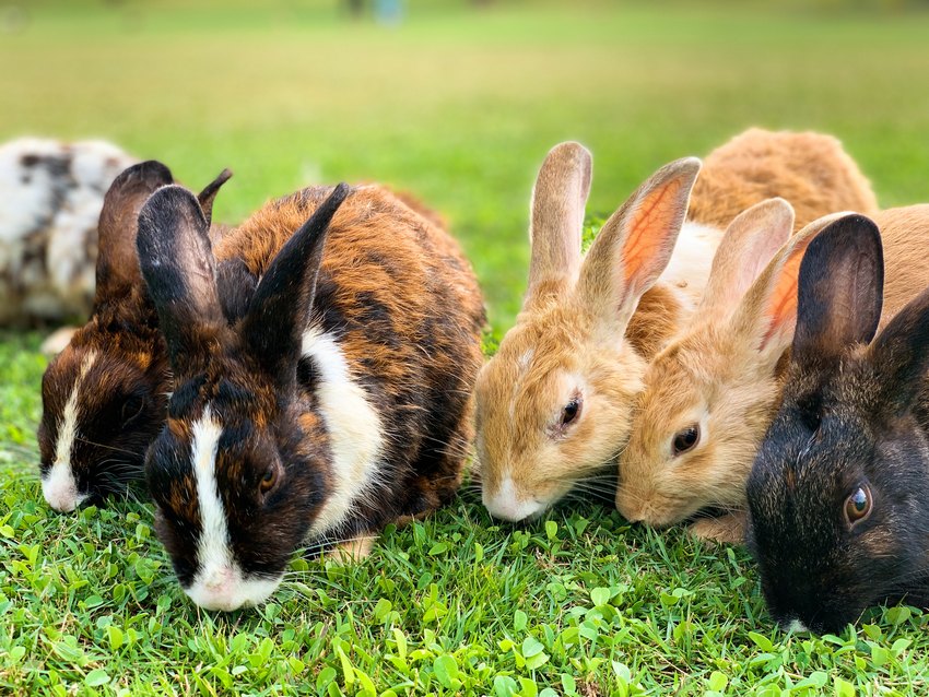 Sześć królików